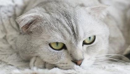 GA黄金甲体育：以科技铸就运动之美，点亮你的力量之路